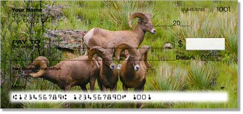 Big Horn Sheep Checks