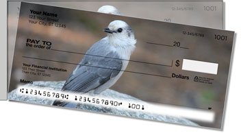Gray Jay Bird Side Tear Checks
