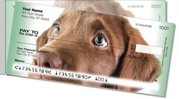 Chocolate Lab Pup Side Tear Checks